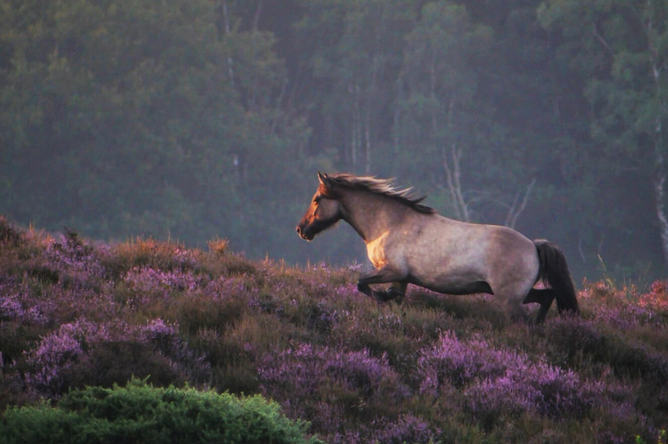 Wild horse in Veluwezoom National Park