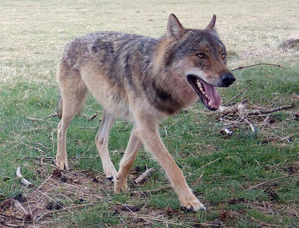 Wolf in Veluwezoom National Park